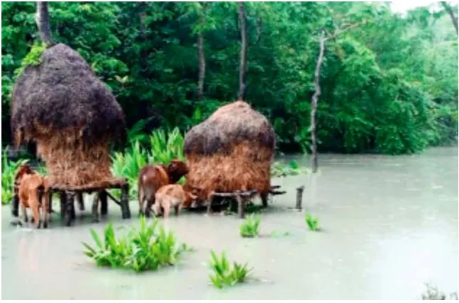 ঝালকাঠি ও বরগুনায় নদীর পানি বৃদ্ধিতে নিম্নাঞ্চল প্লাবিত