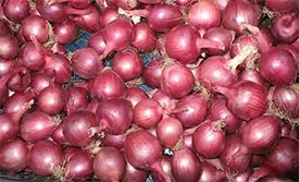পিয়াজের দাম কমার প্রভাব নেই খুচরা বাজারে