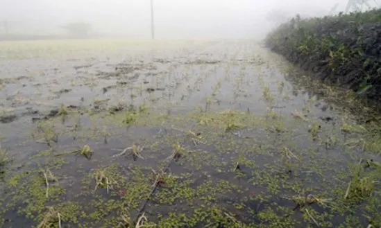 কোল্ডইনজুরিতে মরে যাচ্ছে ধানের চারা : বোরো আবাদ নিয়ে শঙ্কা