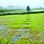 ইরি-বোরো চাষের লক্ষ্যমাত্রা অর্জন না হওয়ার আশঙ্কা