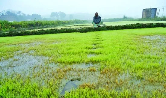 ইরি-বোরো চাষের লক্ষ্যমাত্রা অর্জন না হওয়ার আশঙ্কা