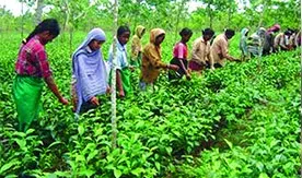 চা উৎপাদন কমেছে ৬ মিলিয়ন কেজি
