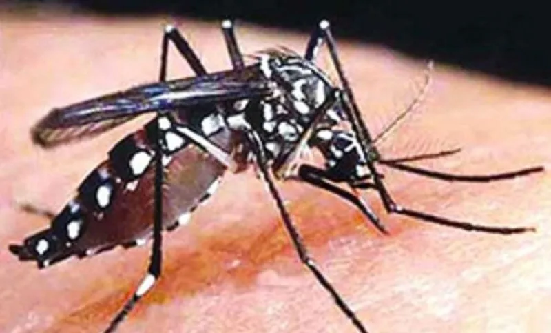 মশা নিধনের গোড়ায় গলদ