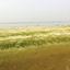 ভরাট হয়ে যাচ্ছে পদ্মা
