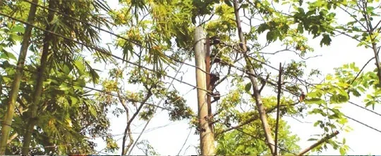 চাঁদপুরে খুঁটিবিহীন শতাধিক বিদ্যুৎ সংযোগ