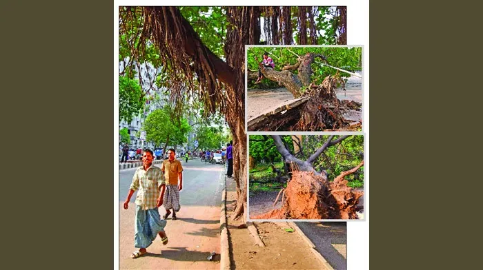 এত গাছ পড়ছে কেন