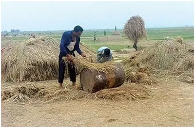 ধান কৃষকের বোঝা