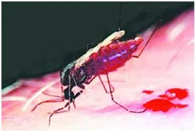 হঠাৎ ডেঙ্গুর প্রকোপ, চার জনের মৃত্যু