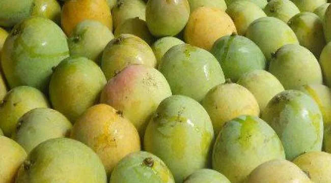আম রফতানিতে ধস, নেপথ্য কারণ
