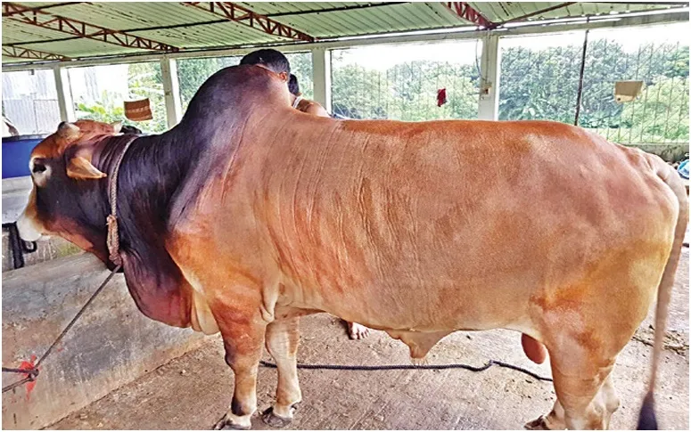 সিন্ডিকেটের দখলে পশুর হাট