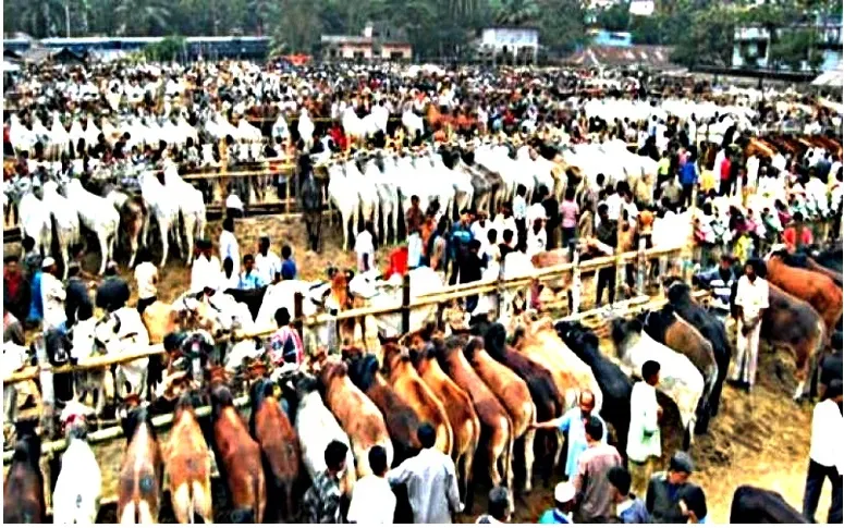 সরকারদলীয় নেতাকর্মীদের নিয়ন্ত্রণে পশুর হাট