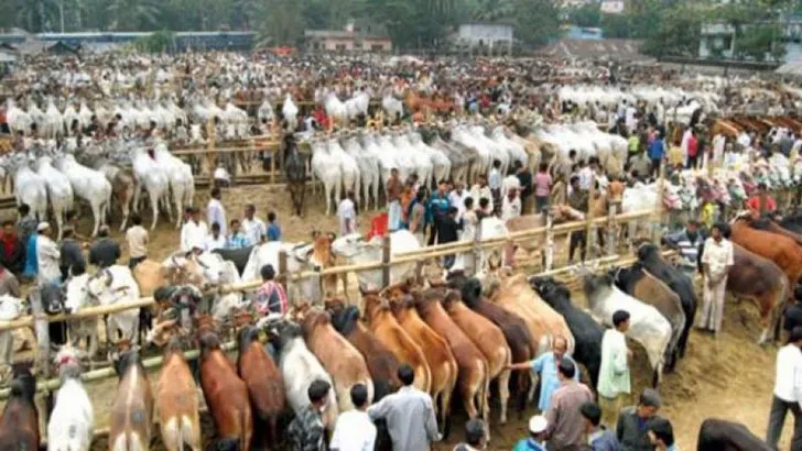 ঢাকায় পশুর হাট ইজারায় চরম অব্যবস্থাপনা!