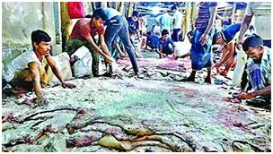 কাঁচা চামড়া নিয়ে শঙ্কায় ব্যবসায়ীরা