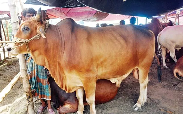 তীব্র যানজটে আটকা হাজার হাজার পশুর ট্রাক