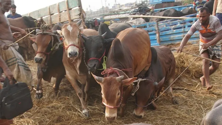 অব্যবস্থাপনায় দুর্ভোগ, ইজারায় নৈরাজ্য
