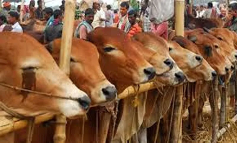 ক্রেতা-বিক্রেতা দুজনই বলছে দাম বেশি