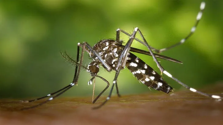ডেঙ্গুজ্বরে আক্রান্ত রোগী অস্বাভাবিক বাড়ছে