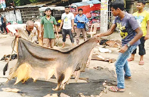 রাজশাহীতে সিন্ডিকেটের দখলে কুরবানির চামড়া ॥ মূল্য বঞ্চিত দুঃস্থ-এতিমরা