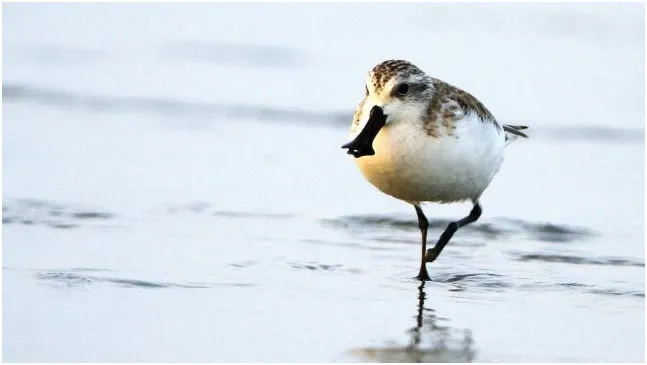 ঠেঙ্গারচর বাসযোগ্য নয়?