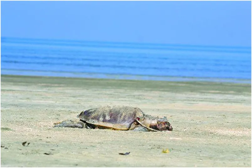 প্রাণ যায় সেন্টমার্টিনের