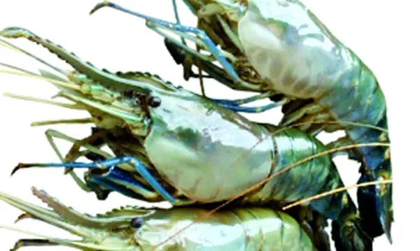 চিংড়ি রফতানি থমকে আছে বাগদা আর ভেনামির ঘোরে