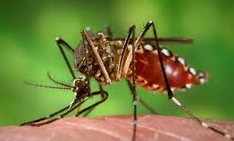 ২৩০০ ছাড়িয়েছে ডেঙ্গু রোগী, মৃত্যু ১০