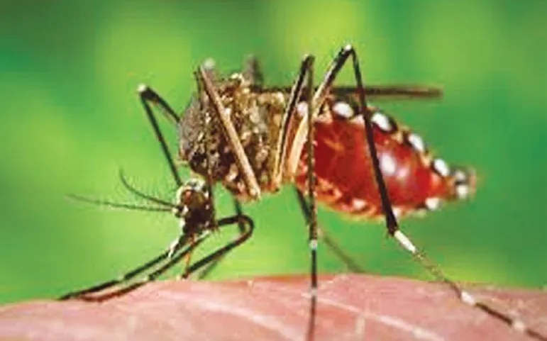 দুই সিটির মশা নিধনে নেই কার্যকর পদক্ষেপ