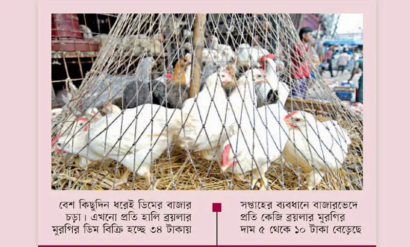 ব্রয়লার মুরগির দাম বেড়েছে