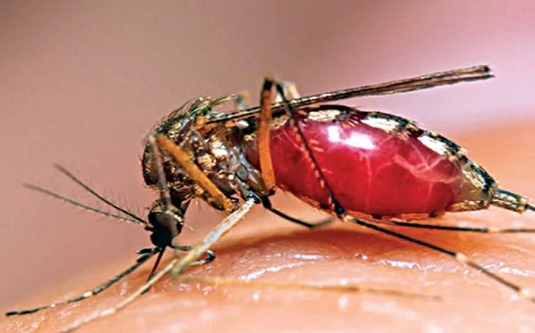 ডেঙ্গু রোগীর রেকর্ড