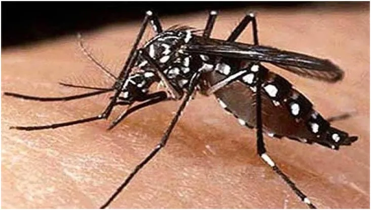 সারা দেশে ছড়িয়ে পড়েছে ডেঙ্গু