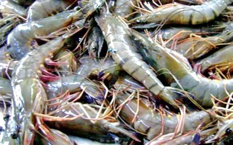 চিংড়ির ন্যায্যমূল্য পাচ্ছেন না চাষিরা