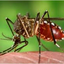 ডেঙ্গুর মধ্যেই উদ্বেগ বাড়াল ভারতের জিকা
