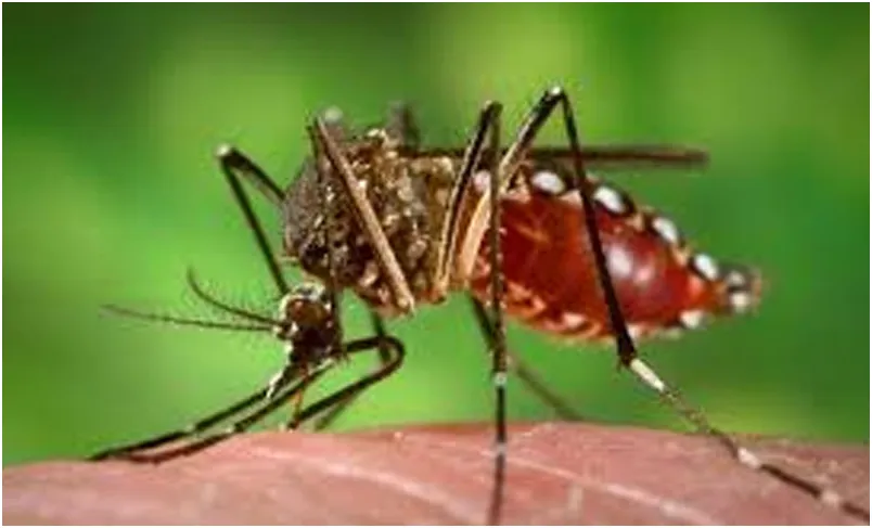 ডেঙ্গুর মধ্যেই উদ্বেগ বাড়াল ভারতের জিকা