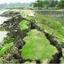 মেয়াদ শেষ, কাজ অর্ধেক
